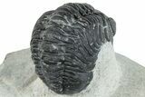 Bargain, Austerops Trilobite - Ofaten, Morocco #287563-4